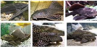 pleco types species identification plecostomus fish