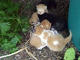 What To Do And Not Do If You Find A Newborn Kitten Newborn Kittens Kitten Care Cats