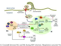 Respiratory syncytial virus (rsv) is a highly contagious viral infection. Respiratory Syncytial Virus Rsv Infection Triggers The Formation Of Download Scientific Diagram