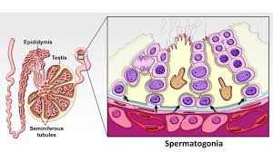 High quality pathology images of genitourinary: The Testes Veterinary Histology