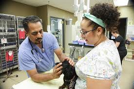 Check spelling or type a new query. Pet Vaccinations In Clovis Ca Family Pet Hospital