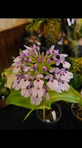 Image result for Piper capense