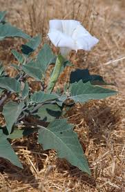 Image result for Datura