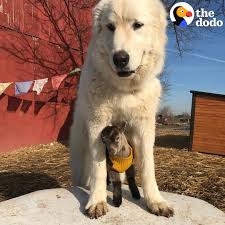 Dog Loves To Protect All The Animals In His Sanctuary