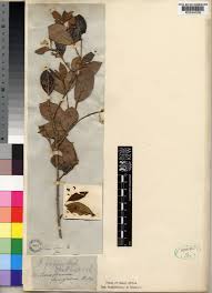 Image result for Psorospermum baumii