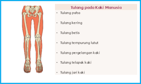 We did not find results for: Fungsi Tulang Pada Manusia Materi Kelas V Tema 1 Sub Tema 2 Pembelajaran Ke 2 Gurune Net