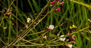 Image result for Tephrosia polystachya