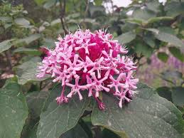 Image result for Clerodendrum capitatum