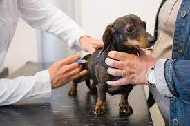 After all, there are tons of things that go into picking the right animal hospital in apex nc. Vet Clinic Near Me Brittany Glen Animal Hospital