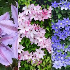 Купи саженцы клематиса омоширо по лучшей цене! Anyone Know Where I Can Buy Omoshiro Clematis In The United States I Am Having A Devil Of A Time Finding It Pictured Center Below Gardening