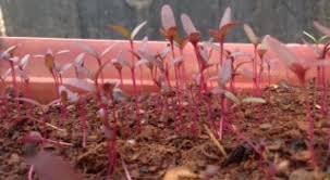 Check spelling or type a new query. Growing Amaranth In Mumbai Mumbai Farmer