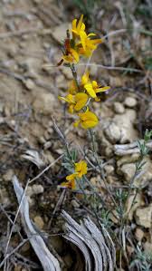 Image result for Balthasaria schliebenii