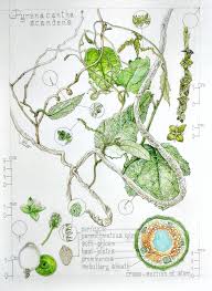 Image result for Pyrenacantha kirkii