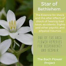 Pin On Bach Flower Remedies