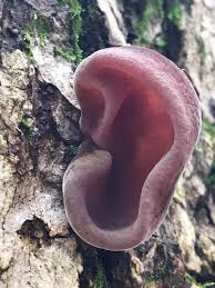 Doesn T This Wood Ear Mushroom Actually Look Like An Ear Cedar County Photo Taken By Dot Boyd Soldavini Stuffed Mushrooms Edible Mushrooms Fungi