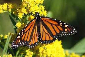 People interested in orange and black butterfly also searched for. Types Of Butterflies Identification Of Butterfly Species Pictures