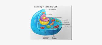 The plant cells have a large, central vacuole while animal cells have small, multiple vacuoles. Large Central Vacuole Animal Cell Png Image Transparent Png Free Download On Seekpng