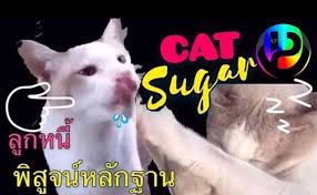 sugar ช การ แมวข างบ านมาน งเฝ านอนเฝ าร องโวยวายเป นป ๆขอเข าบ านยายฤด ศร ภ กด แม ของพ ปอนด ร งร ตน ท เป นภ มแพ ขนแมว ทาสแมว