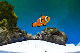 Clown Fish Facts Types Of Clown Fish Breeding Clownfish