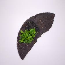 Alexandre Gauthier Feuillete De Charbon De Bois Au Foie De Morue Et Salade De Mourron Omnivore Omnivore World Tour P Food Design Food Art Beautiful Salad
