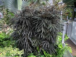 Image result for Plerandra