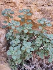 Image result for Pauridiantha paucinervis