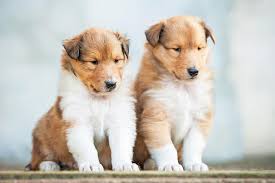 Smooth and rough collies share the same lineage and breed standard, but in 1830, show breeders wanted a more elegant dog with an elongated head, and crossed the breed with the borzoi. Collie Dog Breed Information