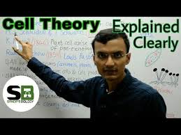 Cell lineage theory *omnis cellula e cellula * (greek) means a new cell arises from existing cells. Cell Theory Youtube