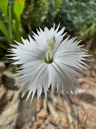 Image result for Euphorbia mossambicensis