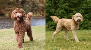 How to take care of an australian labradoodle. Labradoodle Vs Goldendoodle Breed Differences Similarities