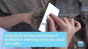 Check spelling or type a new query. 5 Tips For How To Get Rid Of Cat Dandruff And Dog Dandruff Petmd