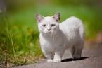 Top 10 Cutest Cat Breeds That Will Make You Smile – Easyday