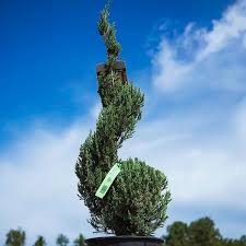 Image result for spiral cut juniper trees