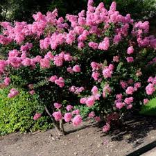 'ebony fire', 'ebony flame' 'ebony flame' and 'ebony & ivory' have upright growth habits, while. Ebony Flame Red Matures 5 10 Crape Myrtle Guy