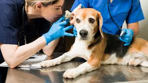 Recommended Veterinary Care for Senior Dogs