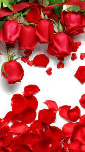 Pin By Samantha Castellon On Flowers Are Prettiest Flower Phone Wallpaper Rose Wallpaper Rose Flower Wallpaper