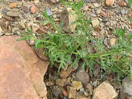 Image result for Senecio consanguineus