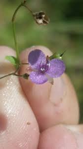 Image result for Murdannia semiteres