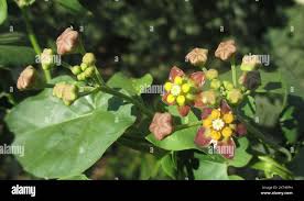 Image result for Pentarrhinum insipidum