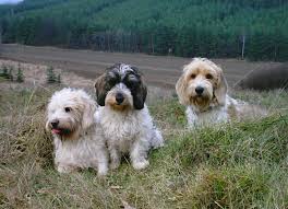 Image result for velký vendéeský hrubosrstý honič