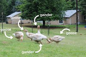 Below is a big list of all the correct names and terms for different groups of animals, their young and the different terms for male and female animals. How To Tell The Gender Of Your Goose Or Gander Bramblewood Hill