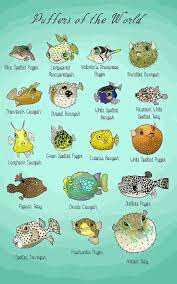 Helentheshark On Twitter Marine Biology Marine Animals Ocean Animals
