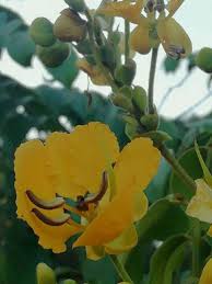 Image result for Senna petersiana