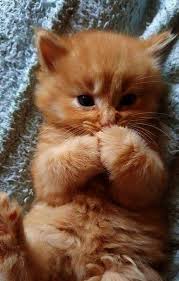 Kittens Dream Meaning Kittens For Adoption Eastbourne Cute Animals Kittens Cutest Cute Baby Animals