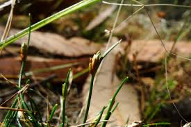 Image result for Isolepis fluitans