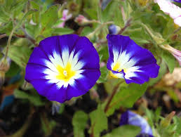 • sous abri chaud : Belle De Jour Semis Et Culture De Cette Fleur Annuelle