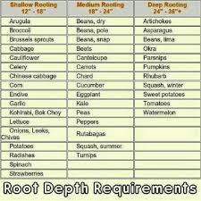 root depth for plants garlic kale container gardening