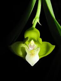 Image result for Polystachya campyloglossa