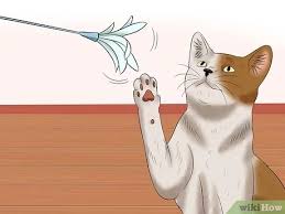 They can come into heat every two to three weeks, for seven to 10 days, beginning in early spring and winding down in late autumn as the hours of daylight decrease (a cat needs at least 12 hours of daylight for a normal cycle). How To Deal With A Female Cat In Heat 10 Steps With Pictures