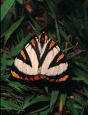 Image result for Agelanthus patelii